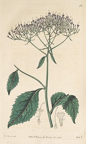 Isosininuppi (Trachelium caeruleum)