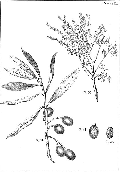 File:The Olive Its Culture in Theory and Practice - plate6.jpg