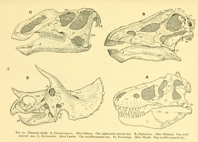 File:The Osteology of the Reptiles-105 dfghg.png