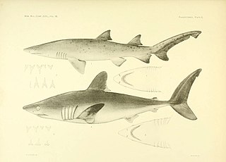 <span class="mw-page-title-main">Mediterranean sand tiger shark</span> Population of shark