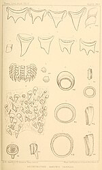 Thumbnail for File:The cephalopods of the north-eastern coast of America BHL11826553.jpg