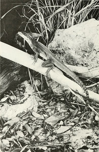 File:The ecological impact of man on the south Florida herpetofauna (1983) (21150967871).jpg