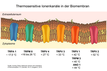 Thermoreceptie 1.png