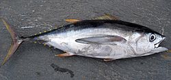 Thunnus obesus (thon obèse) .jpg