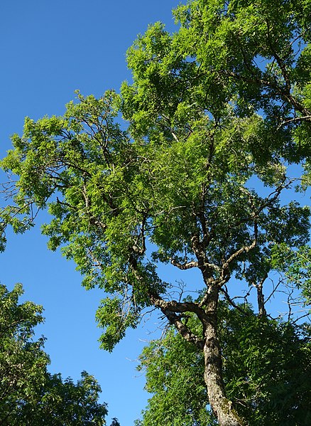 File:Top branches of ash.jpg