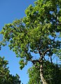 * Nomination Top branches of an ash (Fraxinus excelsior) at Holma seat farm in Brastad, Sweden. --W.carter 21:34, 22 July 2016 (UTC) * Promotion Good quality. --Jkadavoor 02:39, 23 July 2016 (UTC)