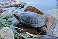 * Nomination Tortoise (Testudines) at NaturOparC in Hunawihr (Haut-Rhin, France). --Gzen92 06:08, 24 August 2023 (UTC) * Promotion  Support Good quality. --Ermell 17:23, 25 August 2023 (UTC)