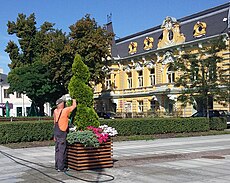 Town gardener in Tomaszów Mazowiecki, Poland.jpg