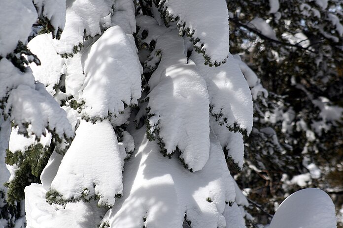 Tree covered with snow.jpg