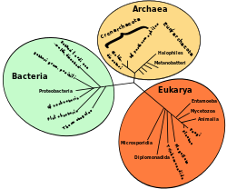 Dominio (biología) - Wikipedia, la enciclopedia libre