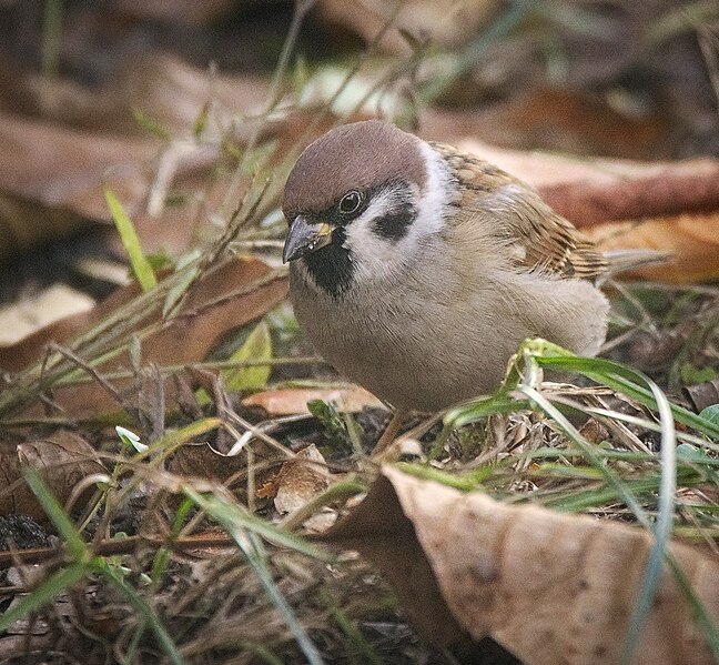 File:Tree sparrow (30669122986).jpg