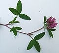 Trifolium pratense a1.jpg