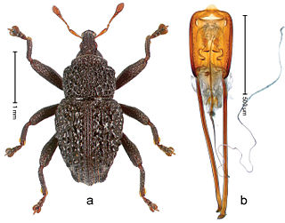 <i>Trigonopterus asper</i> Species of beetle
