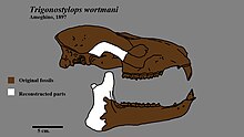 Trigonostylops skull.jpg