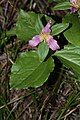 Trillium ovatum