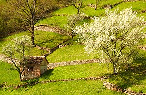 Aufgelassener Weingarten mit Terrassierung des Hangs auf dem Westhang des Schnarrenbergs in Tübingen-Weststadt