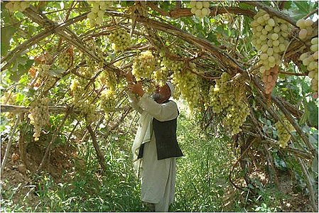 Виноградник в Афганистане