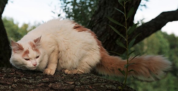 Турецкая ванская кошка кремового с белым ванского окраса в возрасте 15 лет