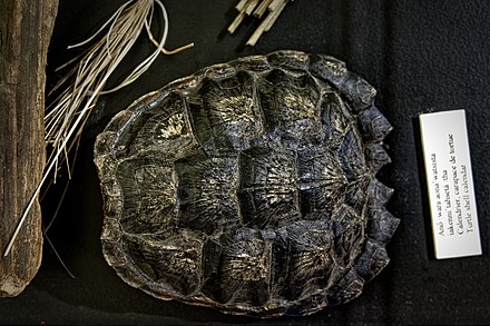 Turtle shell. Кольца на панцире черепахи. Надпись на панцире черепахи. Надписи на панцирях черепах. Украшения из черепашьего панциря.