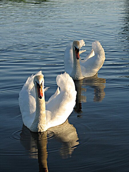 File:Two Swans In Water Front View.jpg