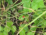 Čeština: Jahodník v přírodní památce U Hřbitova. Rokycany, Česká republika. English: Strawberries in U Hřbitova natural monument, Rokycany town, Czech Republic.