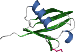 Ribbon diagram of ubiquitin, the highly conserved protein that serves as a molecular tag targeting proteins for degradation by the proteasome Ubiquitin cartoon.png