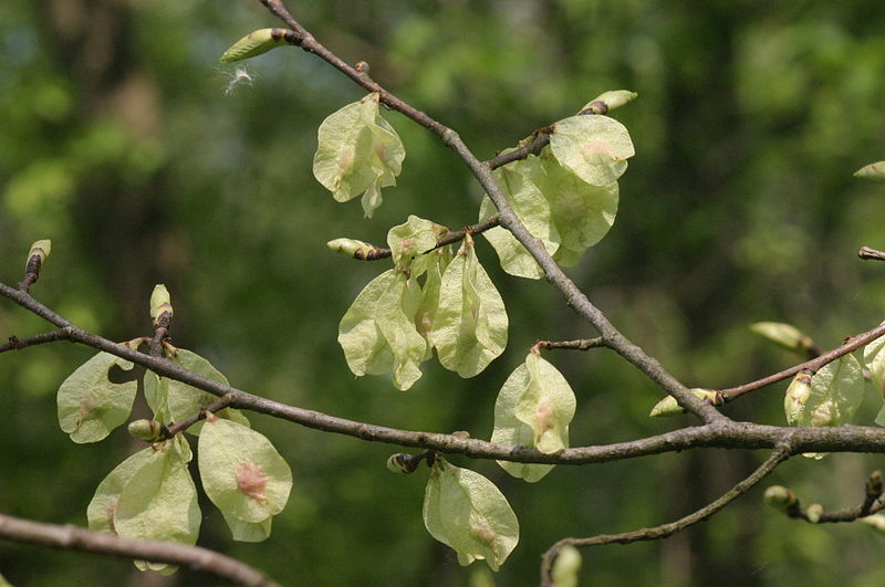 File:Ulmus minor (Feld-Ulme) IMG 9802.JPG