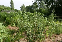 Un luxuriant jardin syntropique en Dordogne.jpg