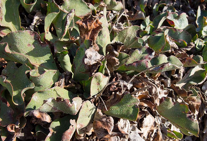 File:Unidentified plant in La Jolla (70307).jpg