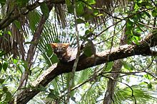 Gray fox Unknown fox belize.jpg