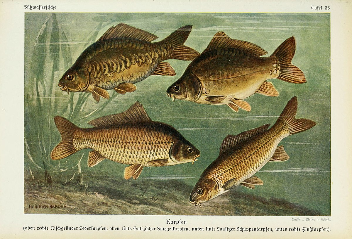 Fish of the Midwest (Nature's Wild Cards)