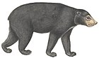 Ursus malayanus - 1700-1880 - Print - Iconographia Zoologica - Special Collections University of Amsterdam - (white background).jpg