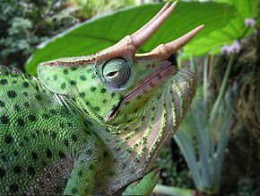 tatou photo animal Trioceros â€” Wikipédia