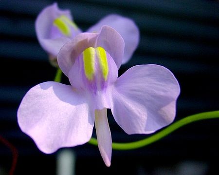 Tập_tin:Utricularia_nelumbifolia.jpg