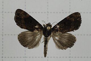 <i>Dinumma placens</i> Species of moth