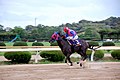 English: Horse race in Saga Racecourse. 日本語: 佐賀競馬場での競走。