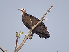 Vautour sur un arbre au parc national de la pendjari au Bénin