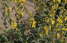 Verbascum epixanthinum - Jardin des Plantes.jpg