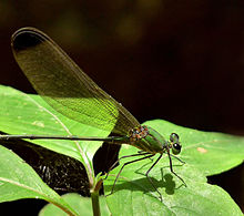 Kadavoor.jpg tomonidan Vestalis apicalis