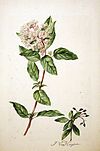 Viburnum tinus00.jpg