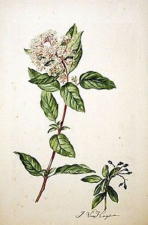 <i>Viburnum tinus</i> Species of flowering plant