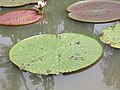 Victoria amazonica - Giant Water Lily at Nilambur (15).jpg