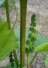 Vigne inflorescence.jpg