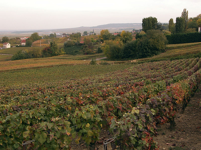 wijngaarden in Cigny Les Rose pic door CIJ Weber van INRA DIST. Geüpload naar Wikimedia commons onder CC-BY-2.0