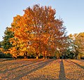 * Nomination Maple tree at the site of the former Vindobona Hotel, Braddock Heights, Maryland --Acroterion 01:28, 28 October 2022 (UTC) * Promotion  Support Good quality -- Johann Jaritz 02:12, 28 October 2022 (UTC)