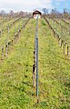 * Nomination Vineyard with vineyard cottage, Weingarten, Baden, Germany --Llez 05:58, 18 April 2021 (UTC) * Promotion  Support Good quality. --Commonists 10:53, 18 April 2021 (UTC)