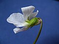 Viola cucullata Flower2.JPG