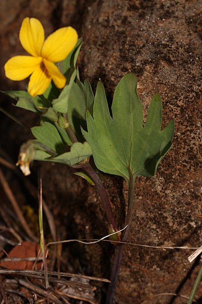 File:Viola lobata 4813.JPG