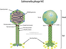 Virion of species Salmonella virus ViI, cross section and side view Viunalikevirus virion.jpg