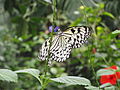 Vlinder (Idea leuconoe)